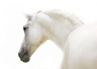 Caballo color blanco